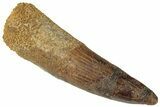 Fossil Spinosaurus Tooth - Real Dinosaur Tooth #311764-1